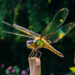 dragonfly on top of a pole