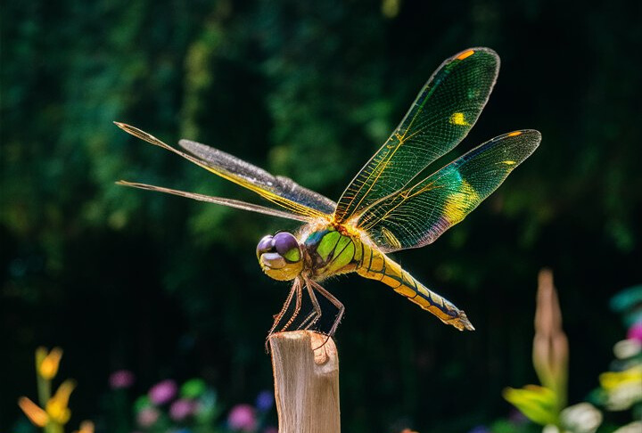 dragonfly in a backyard on a bamboo pole