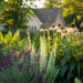 backyard medicinal herb garden